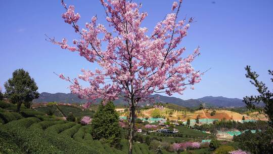 樱花树 茶园樱花美景 浪漫樱花茶园