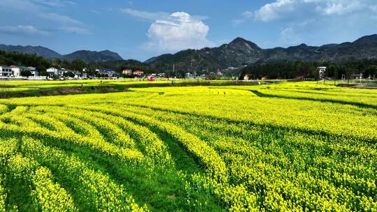 新农村油菜花花海视频素材模板下载