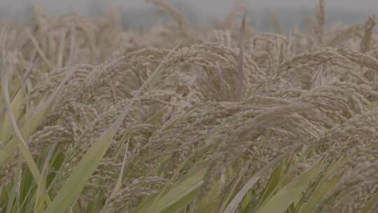 水稻收割水稻慢镜LOG视频素材
