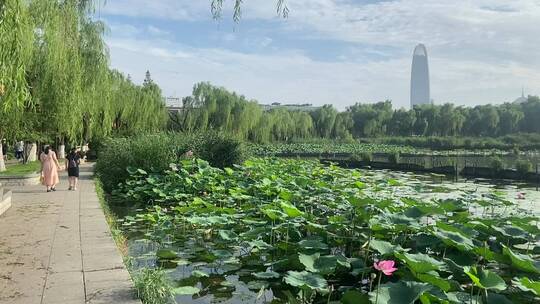 济南5A级景区大明湖，夏季荷花盛开风景怡人