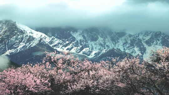 西藏林芝雪山桃花林云雾翻滚延时摄影