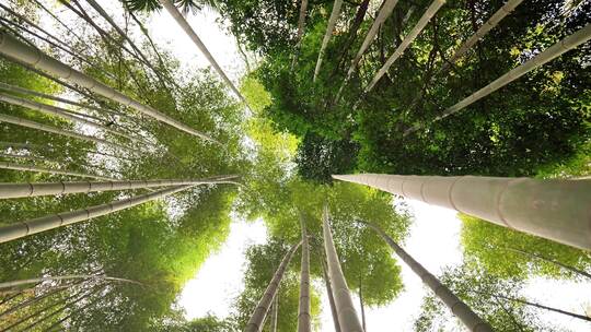 大自然风景美丽的竹海竹林竹子枝繁叶茂