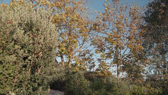 秋天来了叶子黄了树木树叶 (6)视频素材模板下载