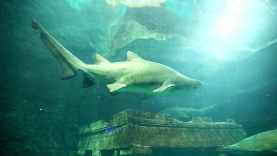 鲨鱼 海洋生物 鲛 鲛鲨 海中狼