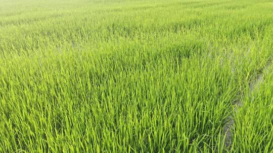 航拍水稻田地灌溉自然田园风光