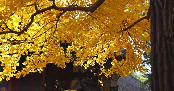 北京红螺寺秋天银杏飘落