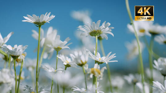 夏天唯美小雏菊花海 白色雏菊的清新绽放