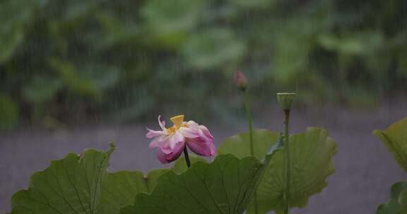 杭州西湖雨中荷花视频