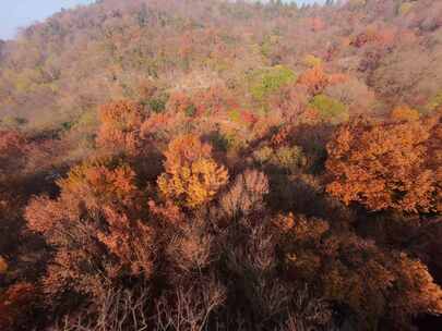 南京栖霞山满山红枫穿越航拍4K视频