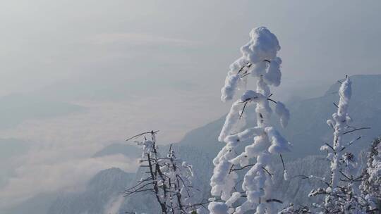 雪花挂满树梢