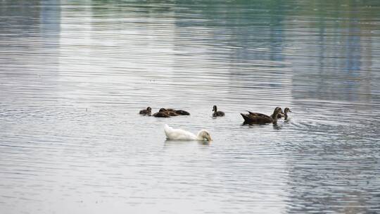湖面一群鸭子游泳觅食