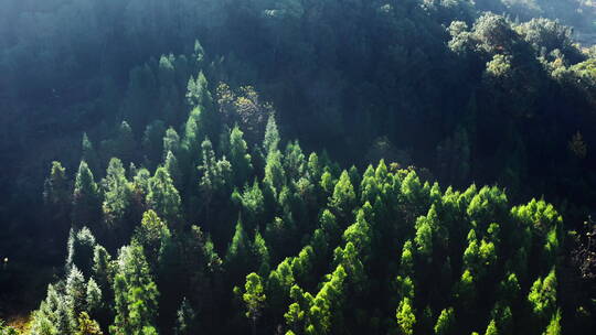清晨光影下的树林