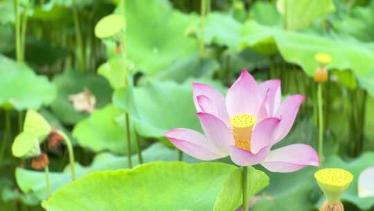 一朵荷花|荷花特写|荷花池塘|夏日