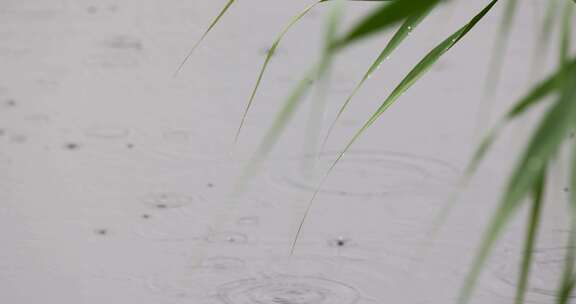 夏天下雨雨滴雨打芦苇叶子