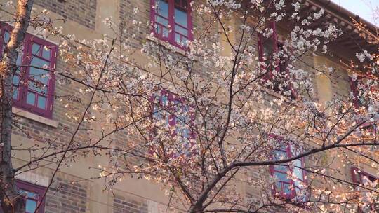武汉大学老建筑前樱花绽放