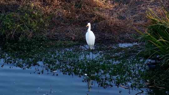 西安湿地公园鸟类