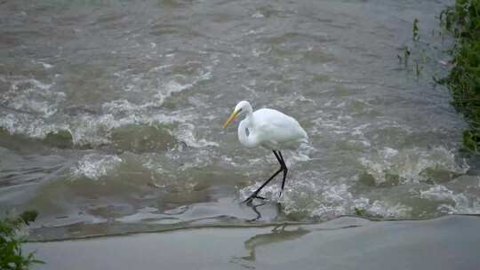 一只白鹭站在流水上