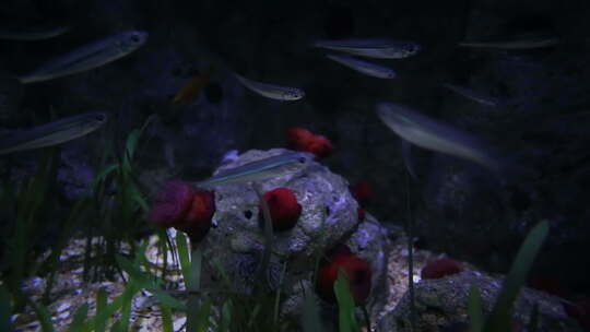 水族馆中的鱼类和海洋生物21视频素材模板下载