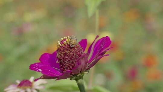 五颜六色花朵蜜蜂采蜜花粉花期升格原创唯美