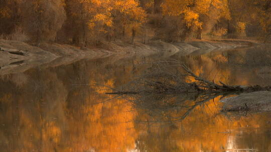 新疆秋景 胡杨林延时 倒在水中的枯树干