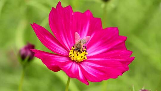 蜜蜂与格桑花