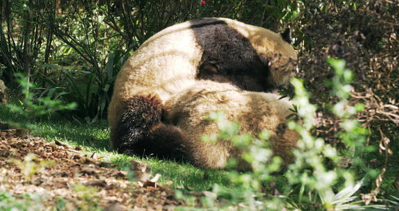 发情期的大熊猫在一起约会玩耍交配