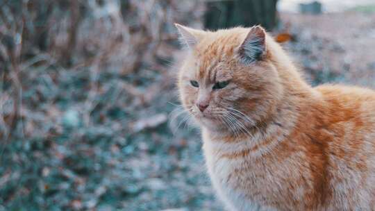 早春街头公园的无家可归的红猫有趣的城市猫