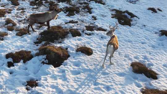 4K航拍挪威塞尼亚岛鹿子活动在雪地中