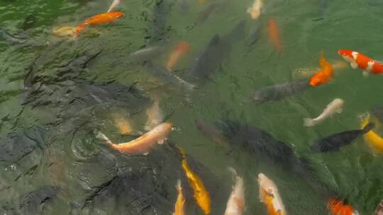 五彩锦鲤鱼在池塘里游泳
