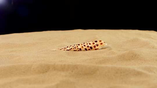 沙子上的美丽贝壳