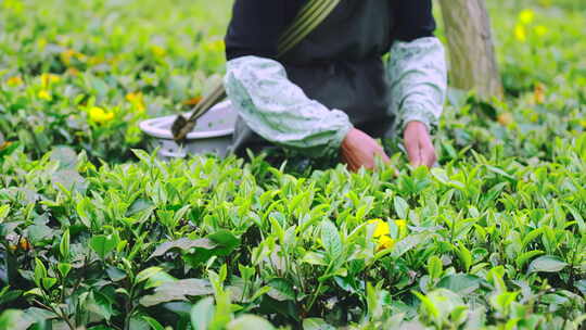 广东清远英德乡村茶园茶叶茶农采茶特写4K