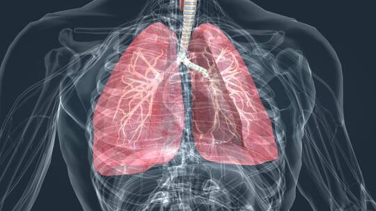 肺 深呼吸 呼吸 吸气 呼气 三维动画