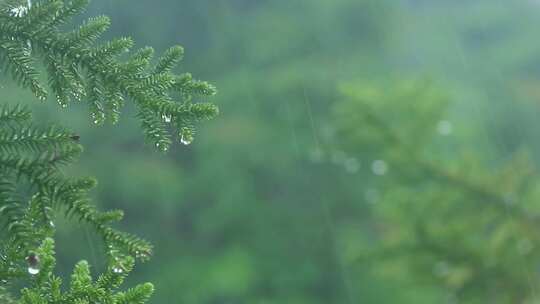 雨季深林