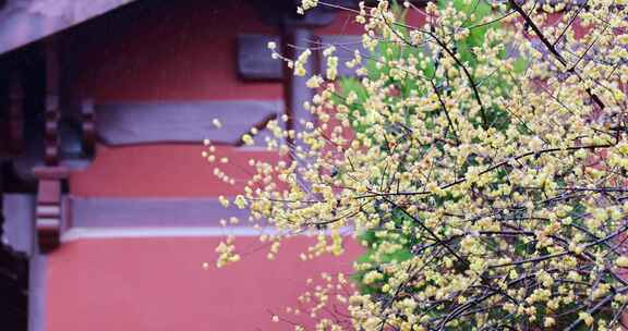 古风红墙腊梅屋檐雨水滴落唯美慢镜头