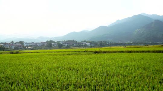 南岳衡山水帘洞风景区乡村稻田风光