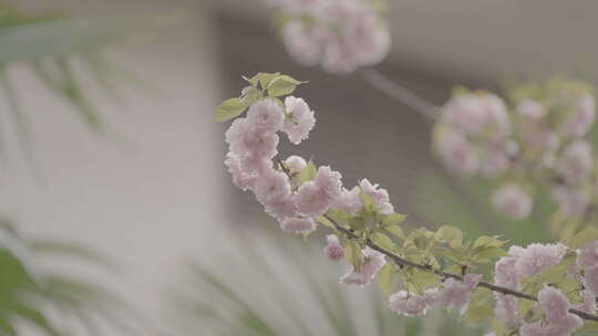 和谐平静春日樱花空镜素材slog3视频素材模板下载