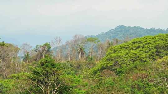 哥斯达黎加，塔尔科尔斯河，风景，树木