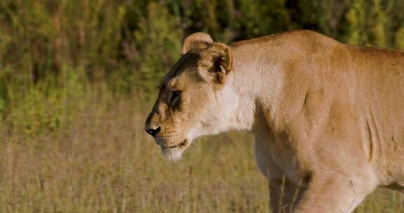 狮子在非洲草原猎食