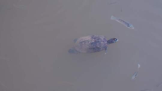 大雨过后深圳簕杜鹃谷公园的鱼儿在湖中游荡