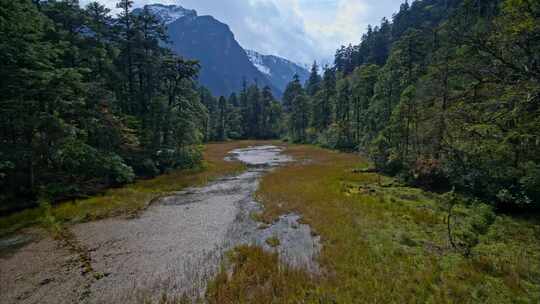 高原原始森林高山上的树林生态系统