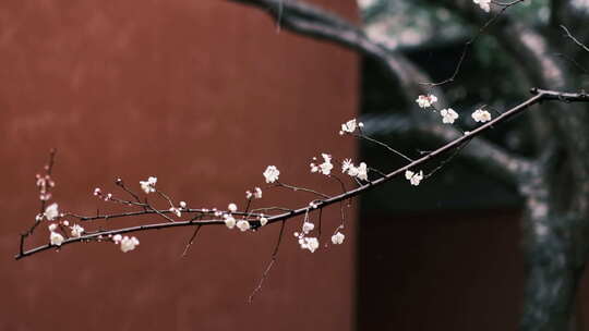 钱王祠红墙梅花