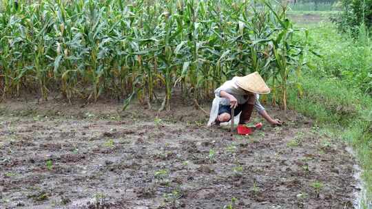 农民披着雨衣在地里挖地 种植 除草