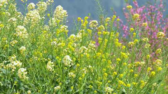 春天莫奈花园彩色油菜花蝴蝶蜜蜂采蜜农业