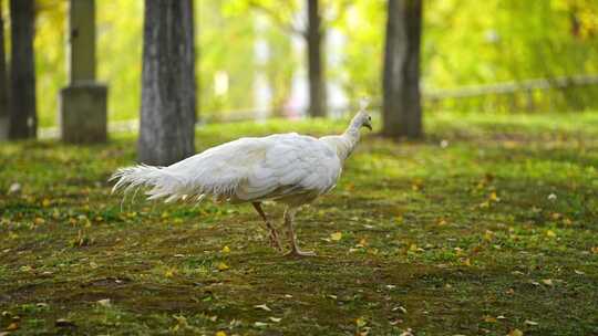 1只白色孔雀在银杏树林下走动