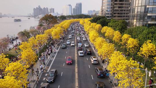 公路边盛开的黄花