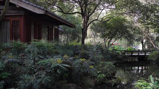 杭州西湖景区曲院风荷风景