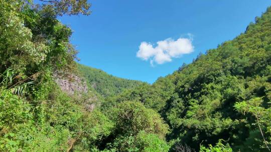 绿水青山 森林