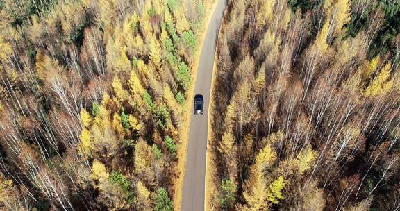 航拍穿越在金秋林海公路上的越野车