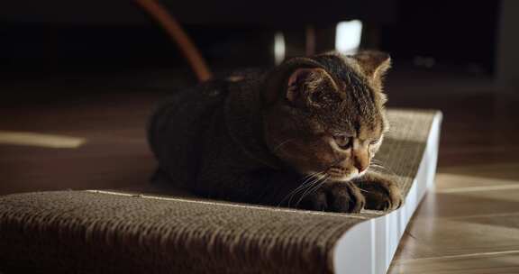 猫、宠物、铺设、刮擦器