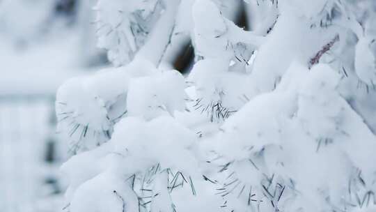 冬季雪景冰挂雾凇实拍合集